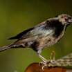 Bronzed Cowbird
